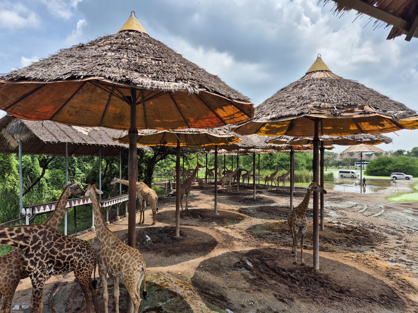 Giraffe Feeding Terrace