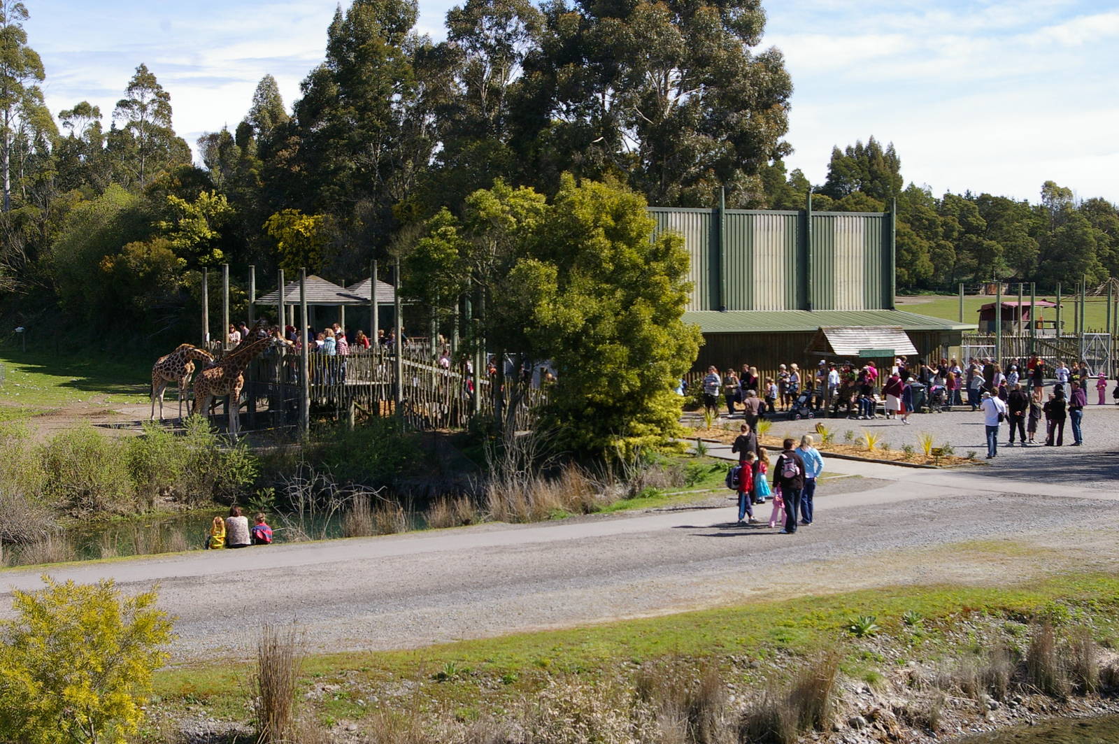 giraffe feeding time, Orana Park