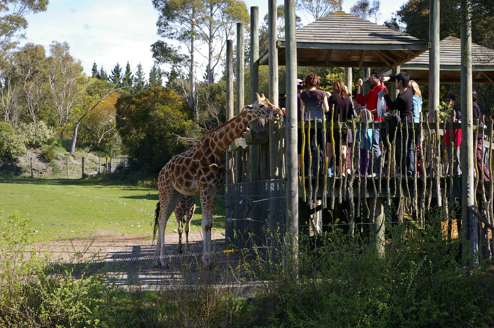 giraffe feeding time, Orana Park