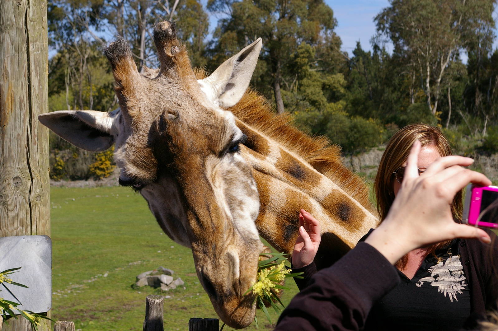 giraffe feeding time, Orana Park