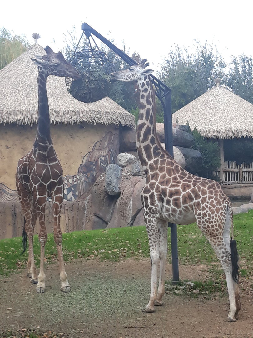 Giraffe feeding time