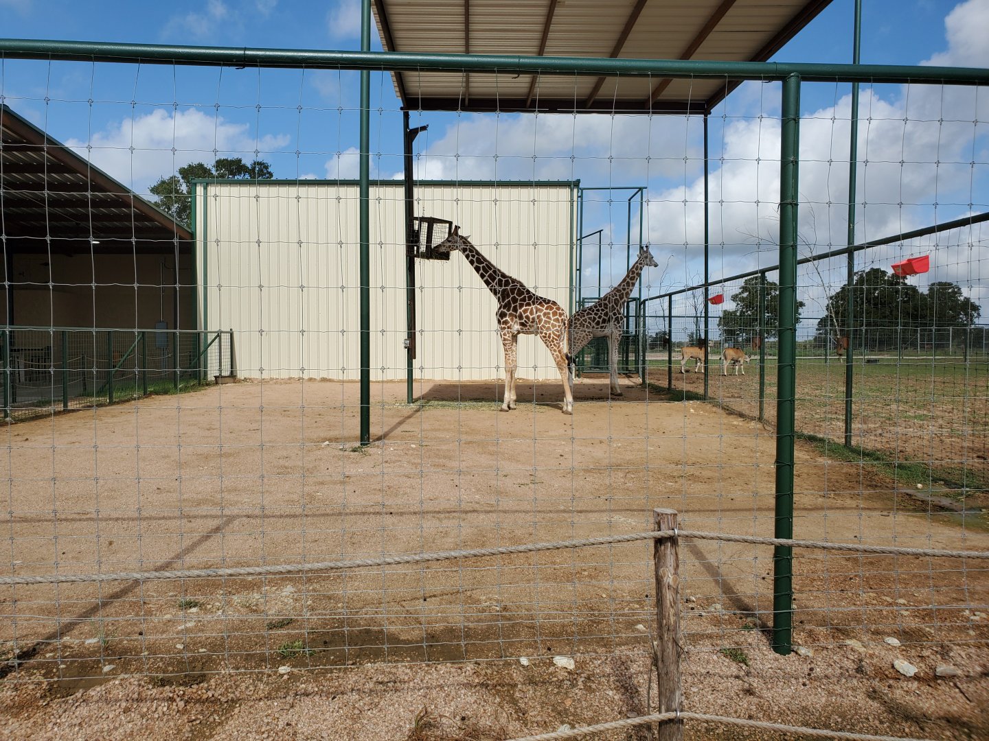Giraffe Feeding Yard