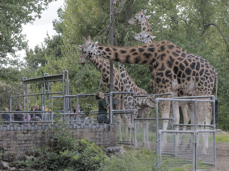 Giraffe feeding