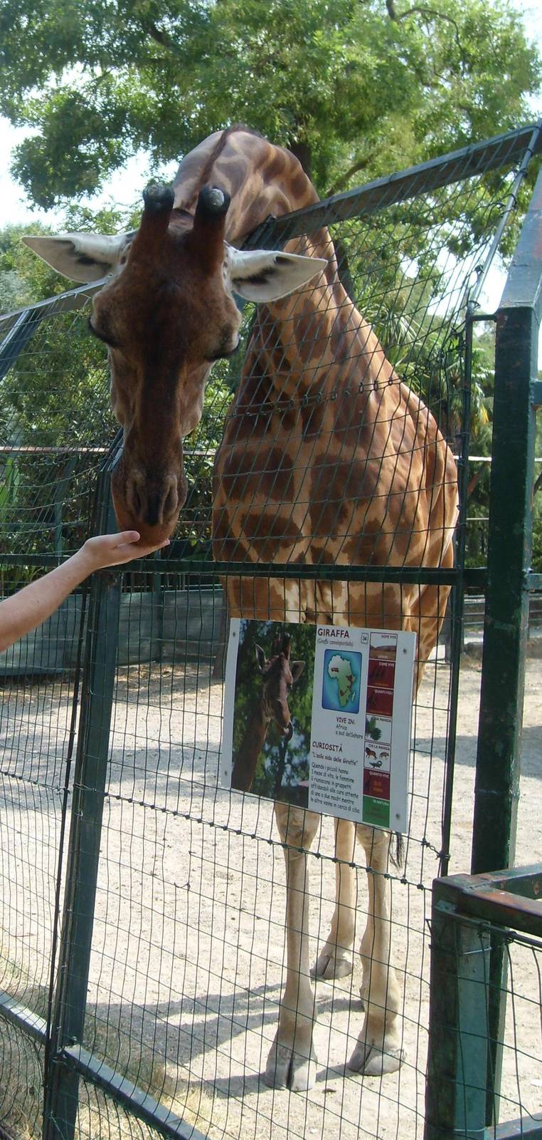 giraffe feeding