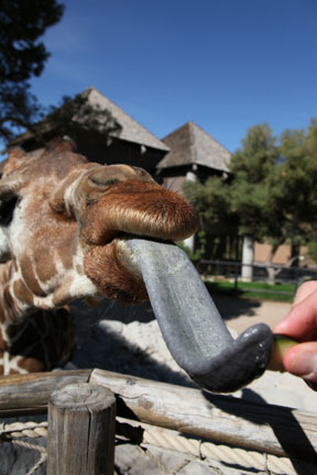 giraffe feeding