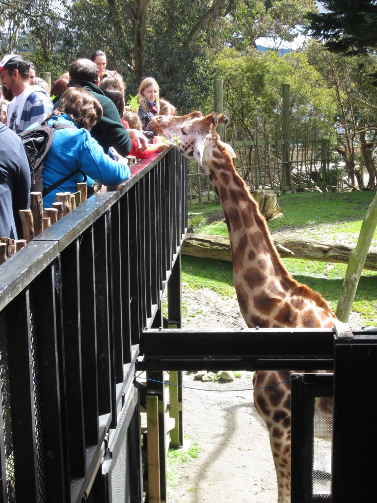 Giraffe feeding