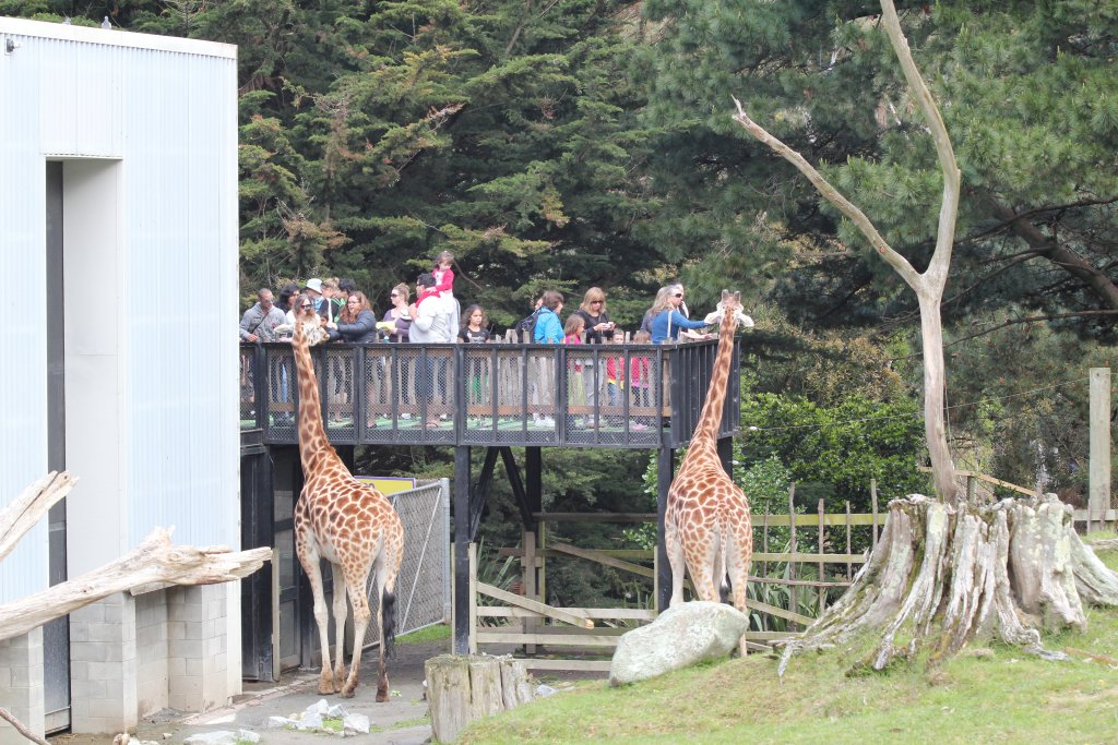Giraffe feeding