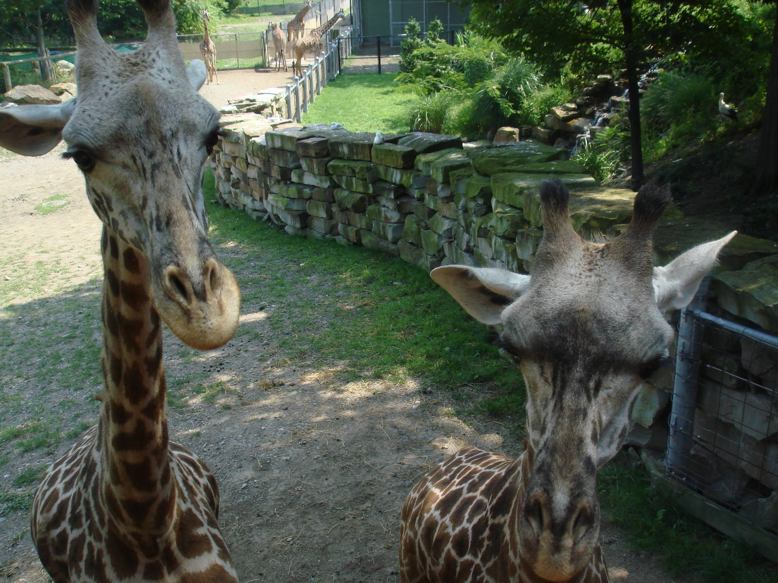 Giraffe Feeding