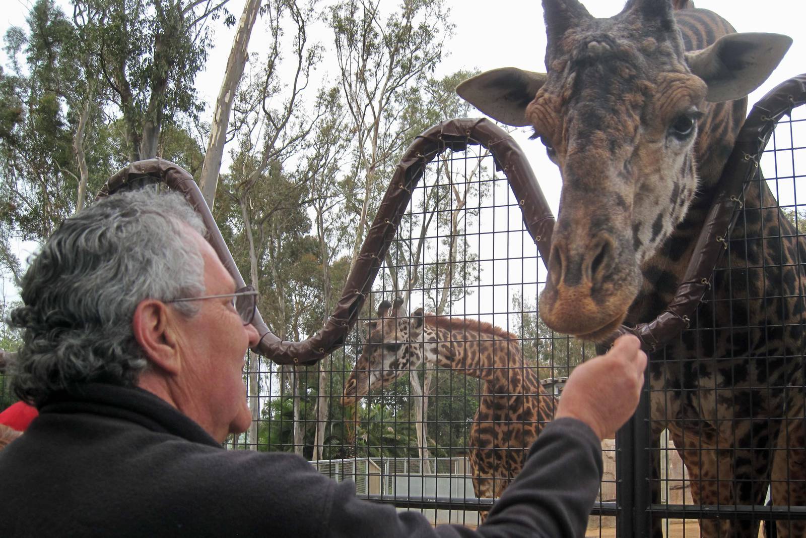 Giraffe Feeding
