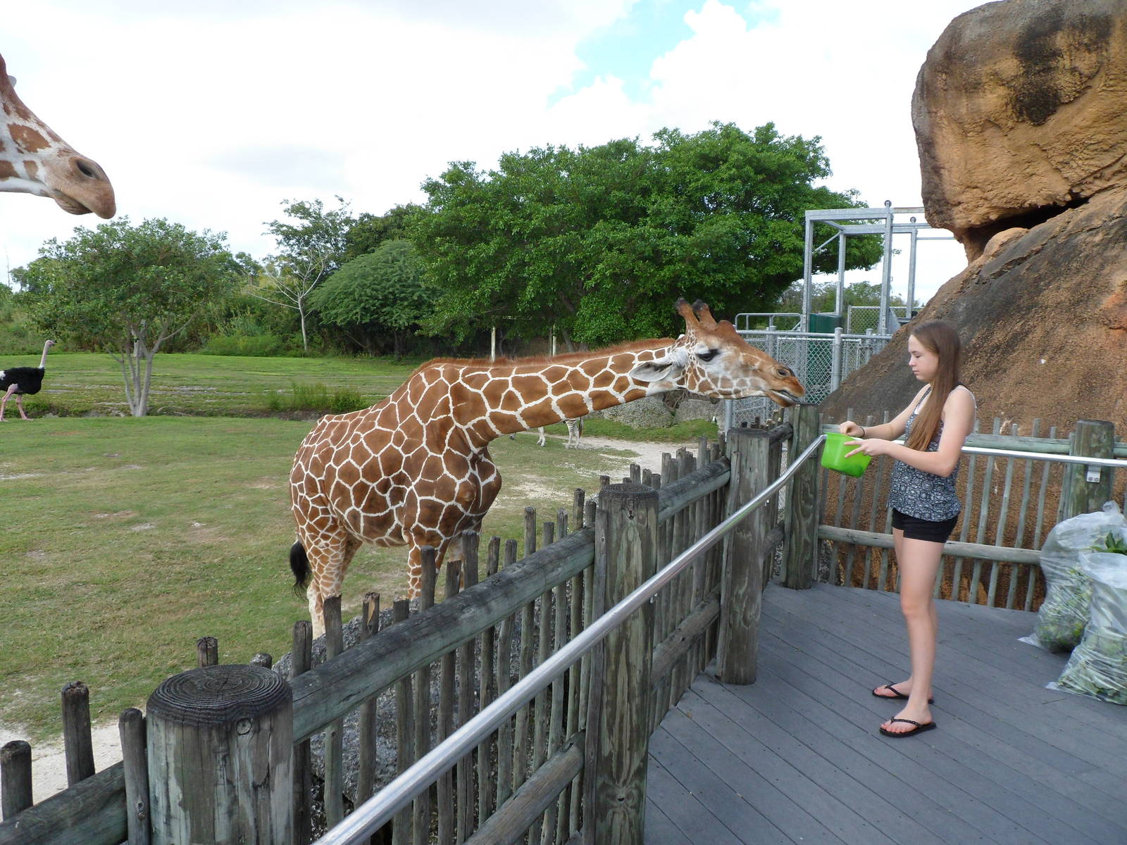 Giraffe Feeding