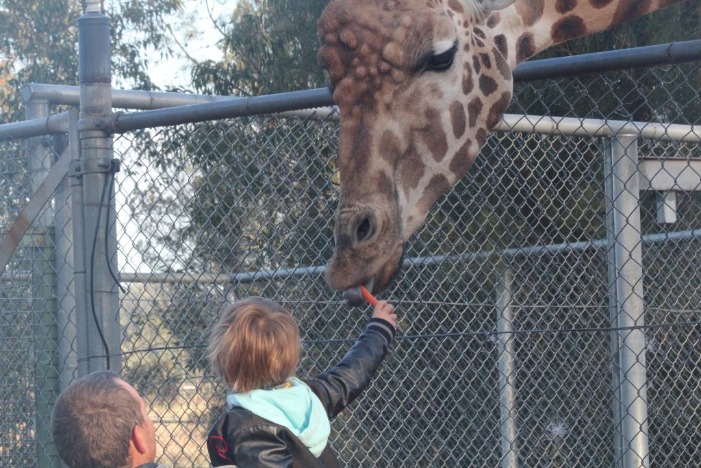 Giraffe feeding