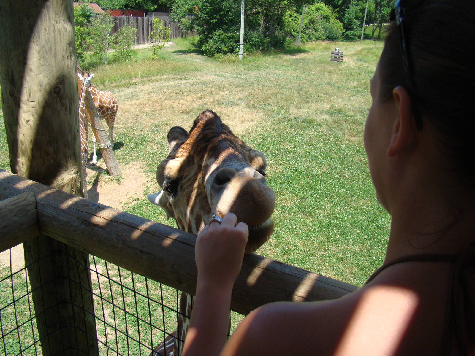 Giraffe Feeding