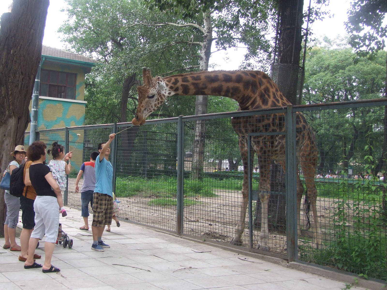 Giraffe feeding