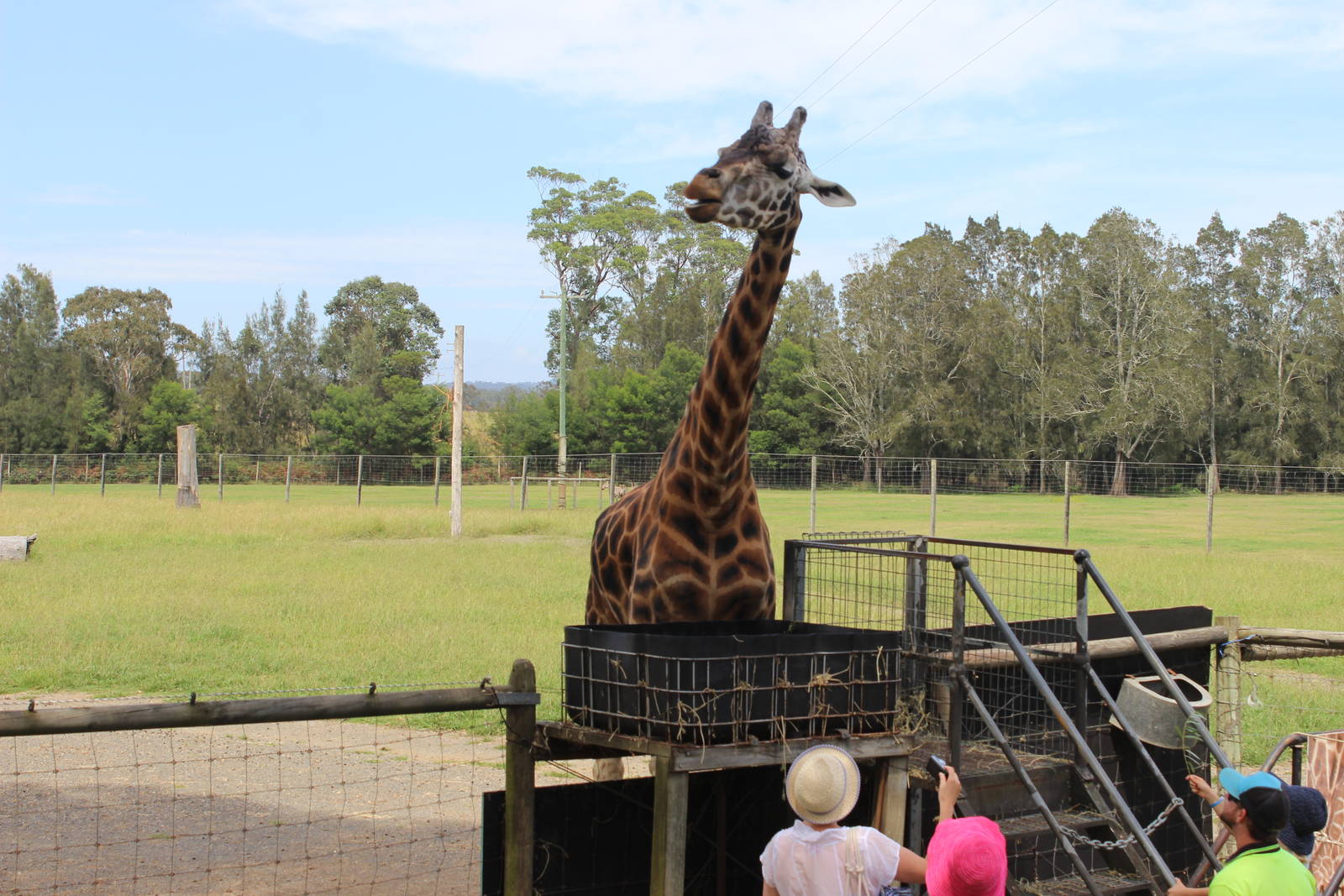 Giraffe feeding