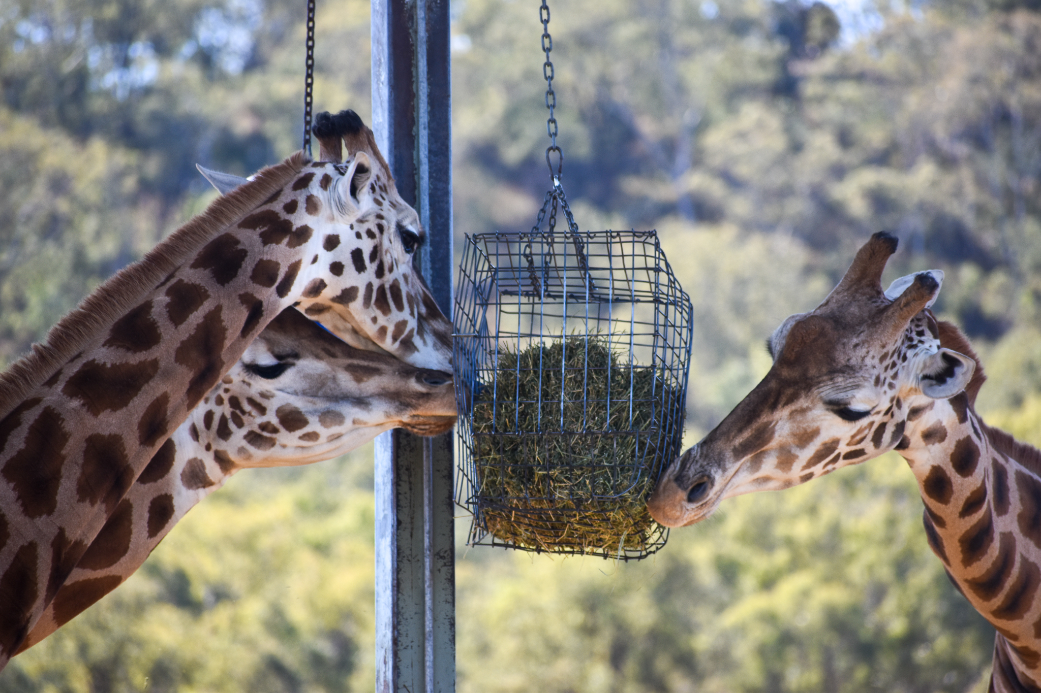 Giraffe Feeding