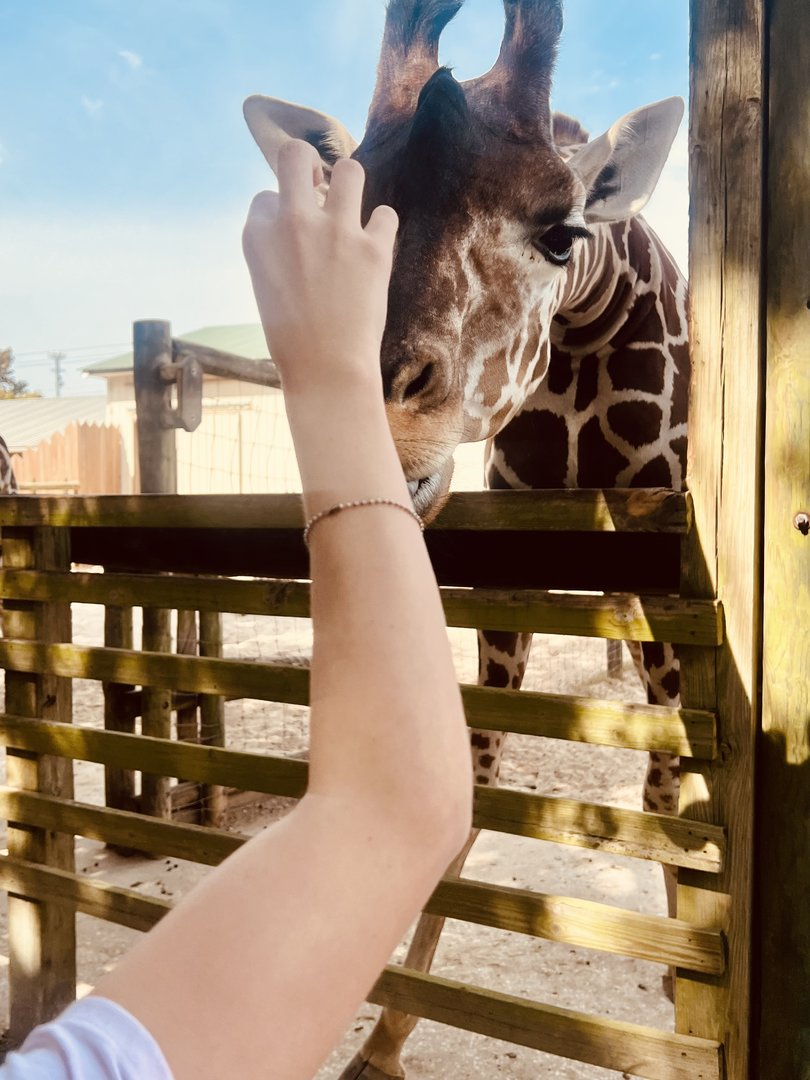 Giraffe Feeding