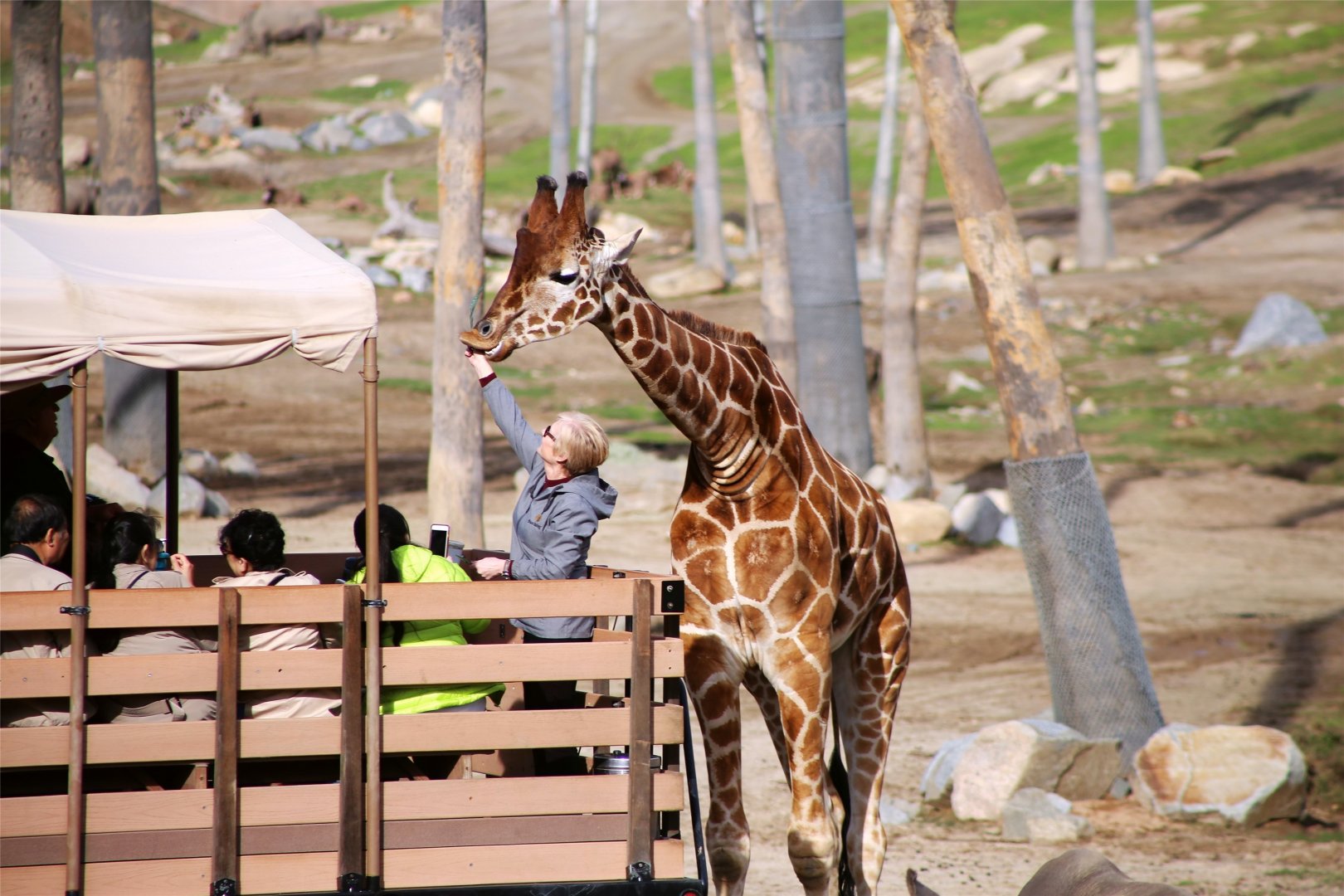 Giraffe Feeding