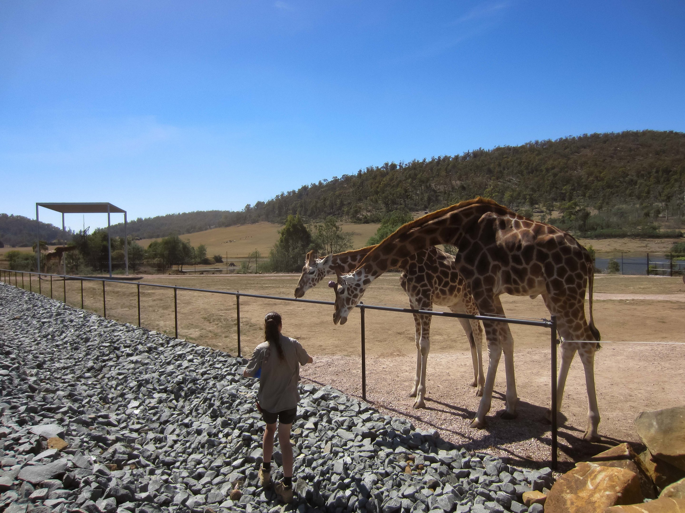 Giraffe feeding
