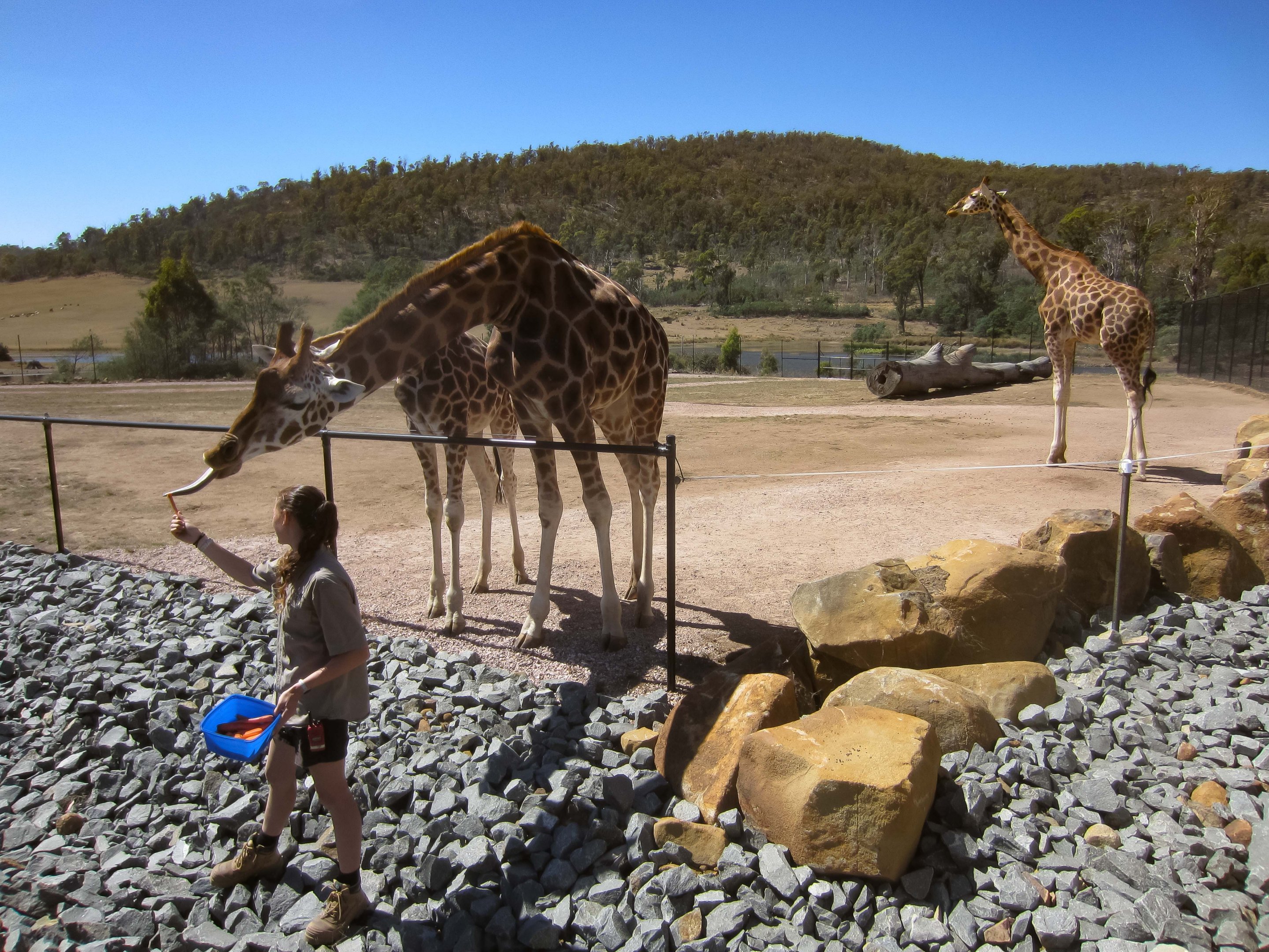 Giraffe feeding
