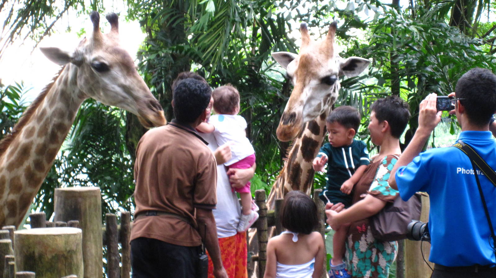 Giraffe Feeding