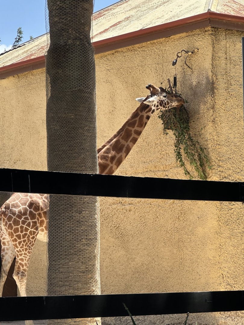 Giraffe feeding
