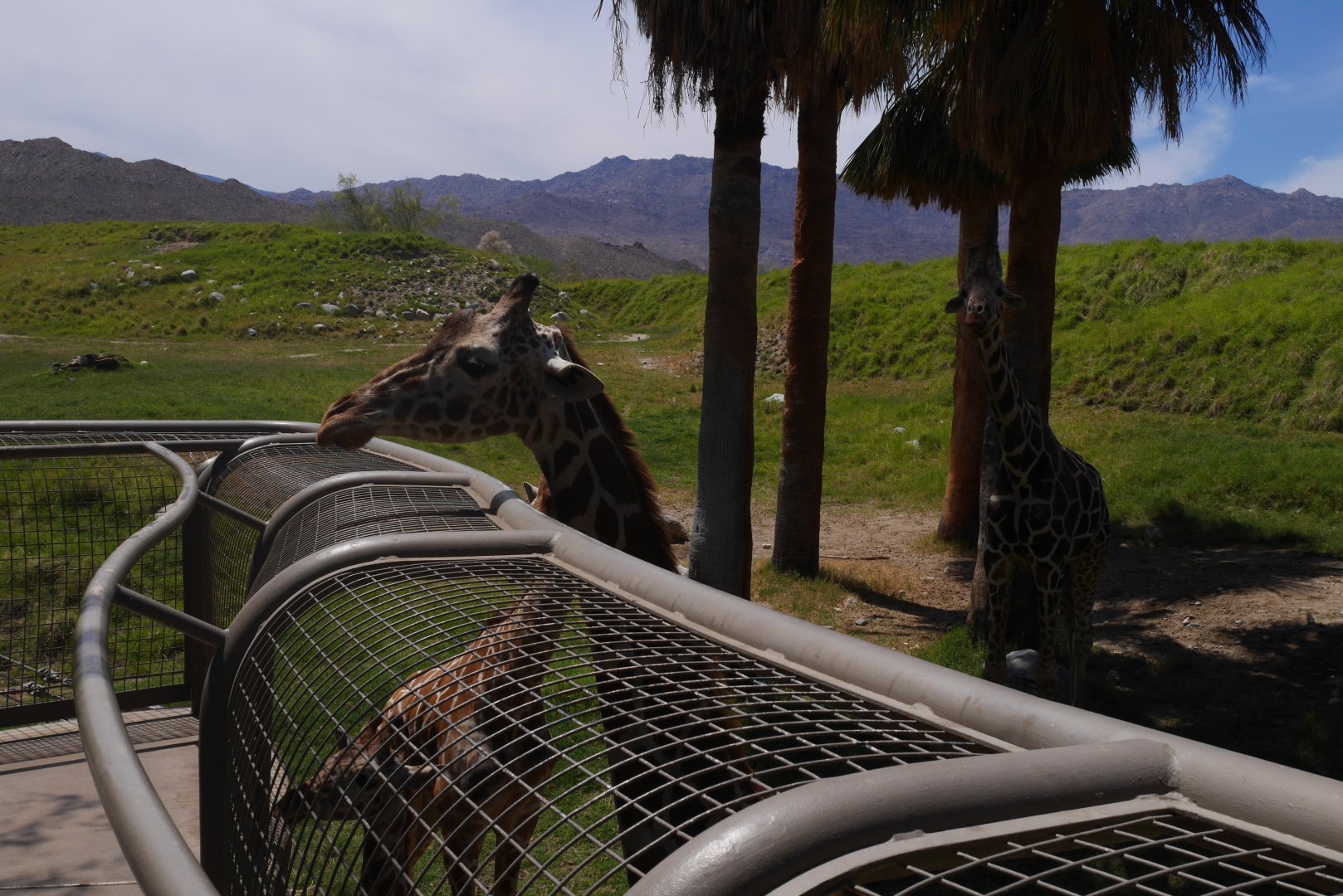 Giraffe Feedings - My First US Zoo Trip