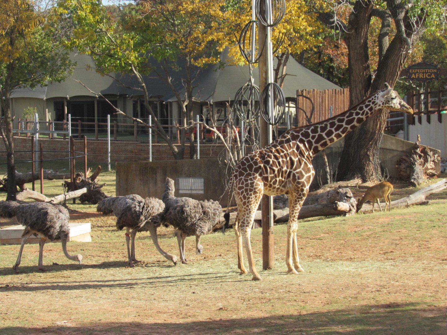 Giraffe, female Ostriches, and female Nile Lechwe