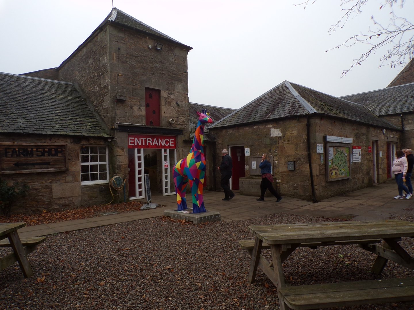 Giraffe from Edinburgh zoo