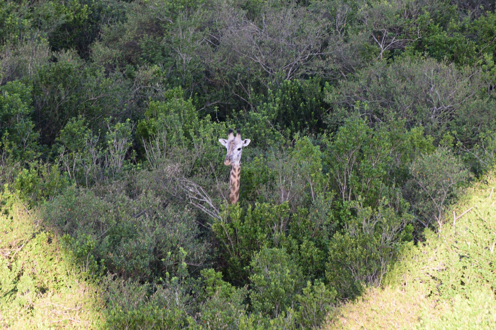 Giraffe from hot air balloon