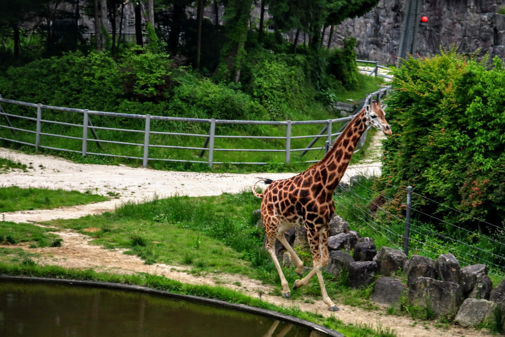 Giraffe galloping