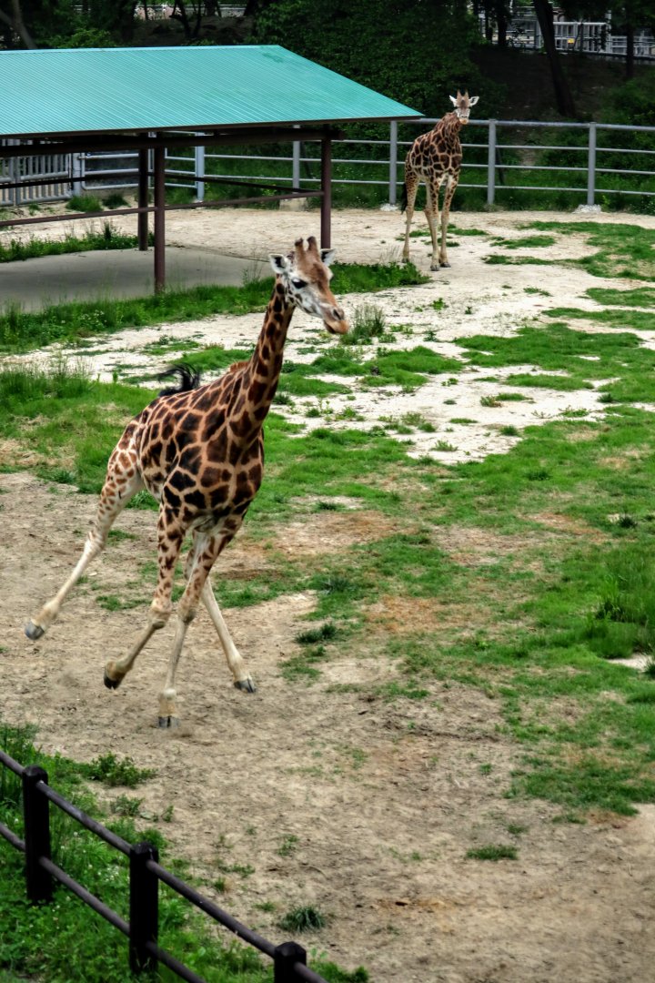 Giraffe galloping
