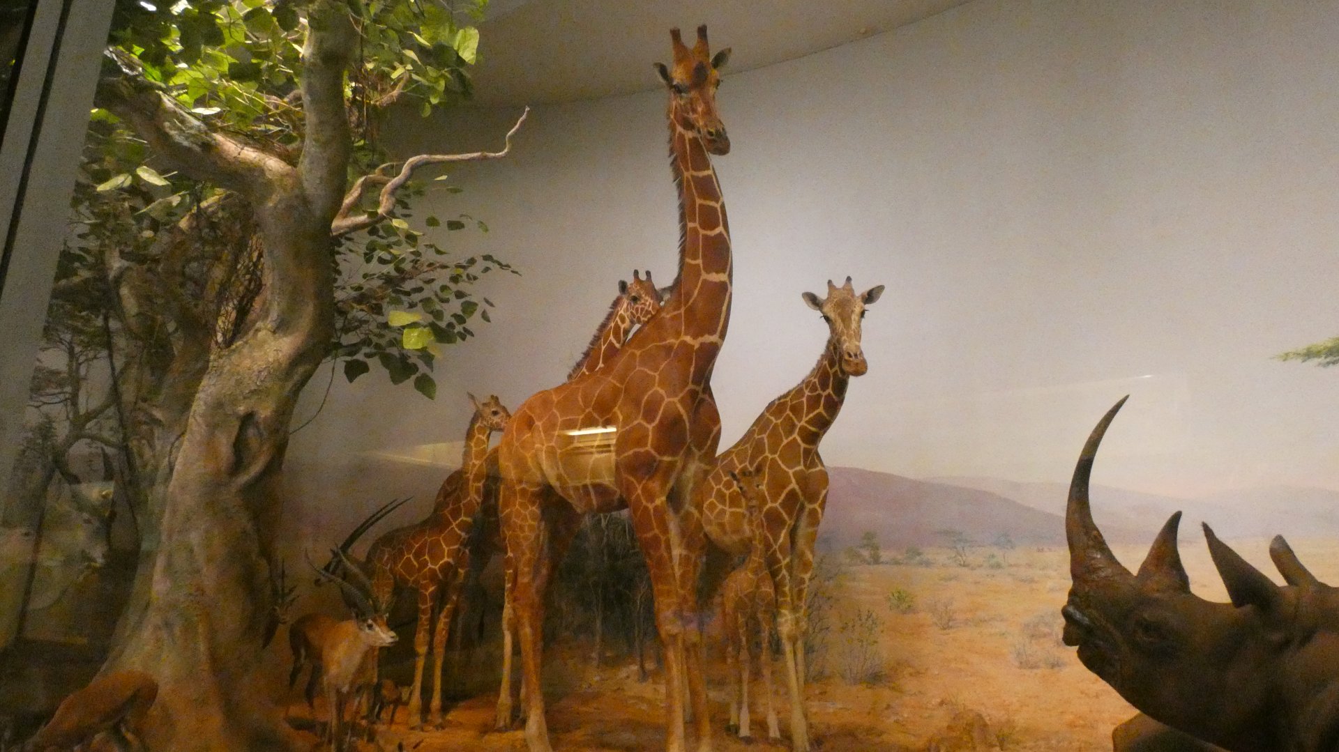 Giraffe & Gazelle, Mammals of Africa - Feb. 2022