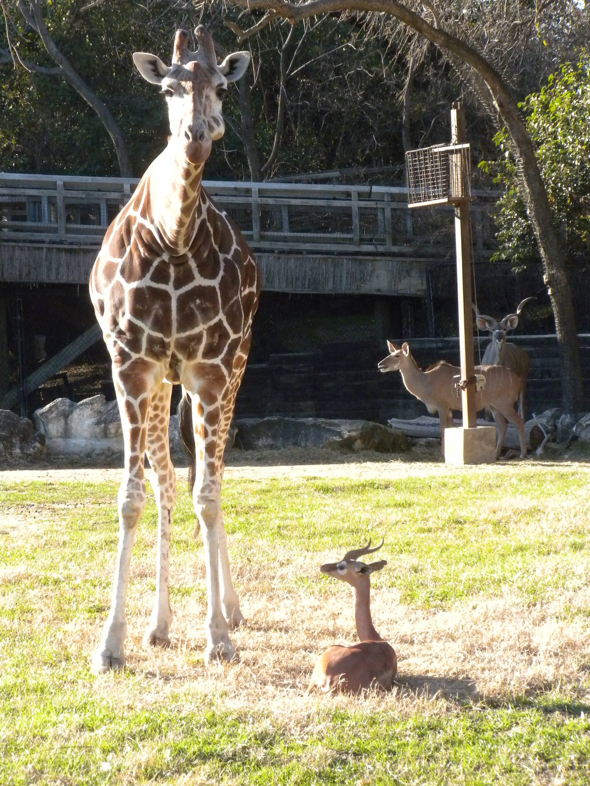 Giraffe, Gerenuk, and Greater Kudu