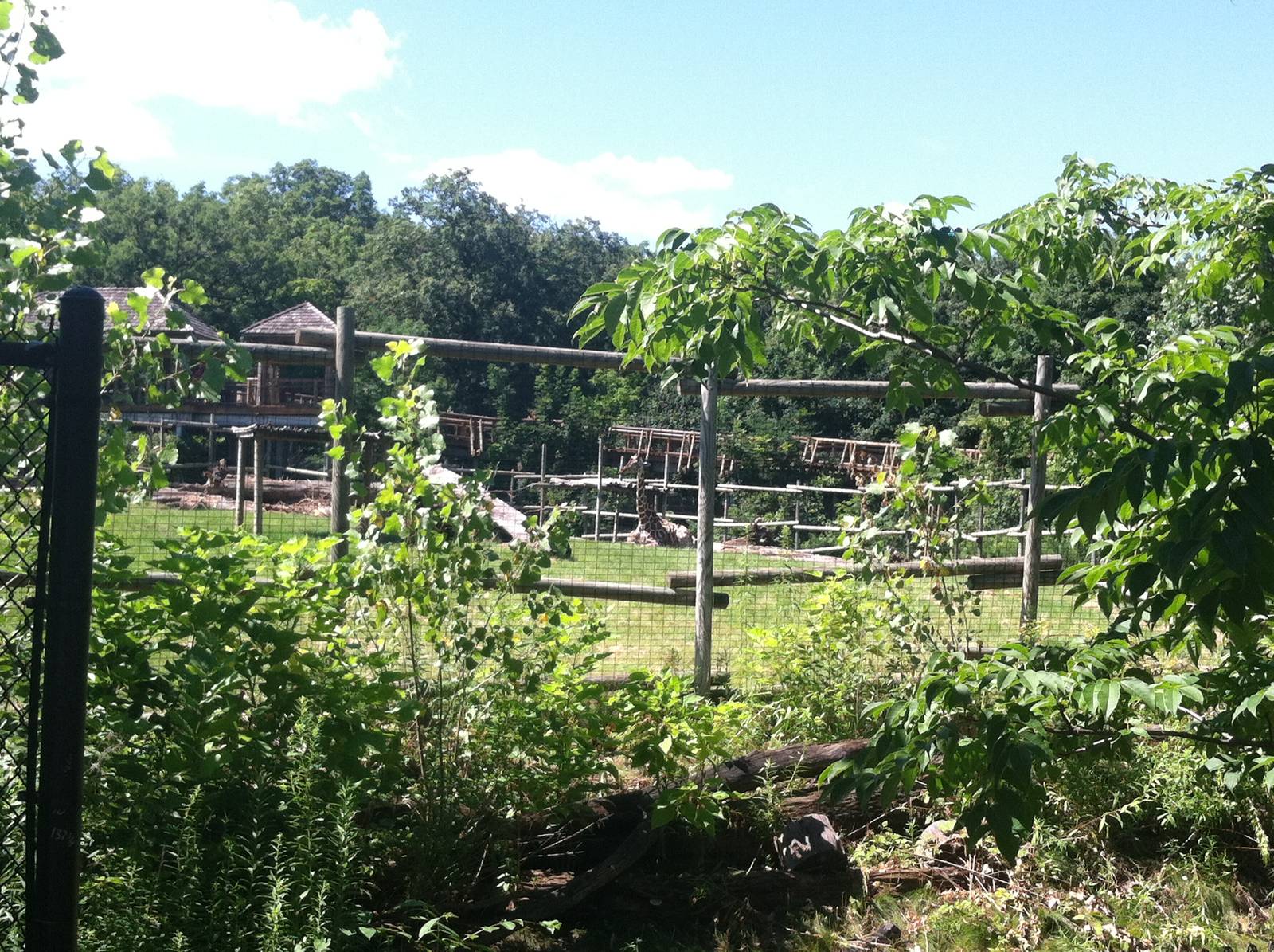 Giraffe/Gerenuk/Gazelle Exhibit