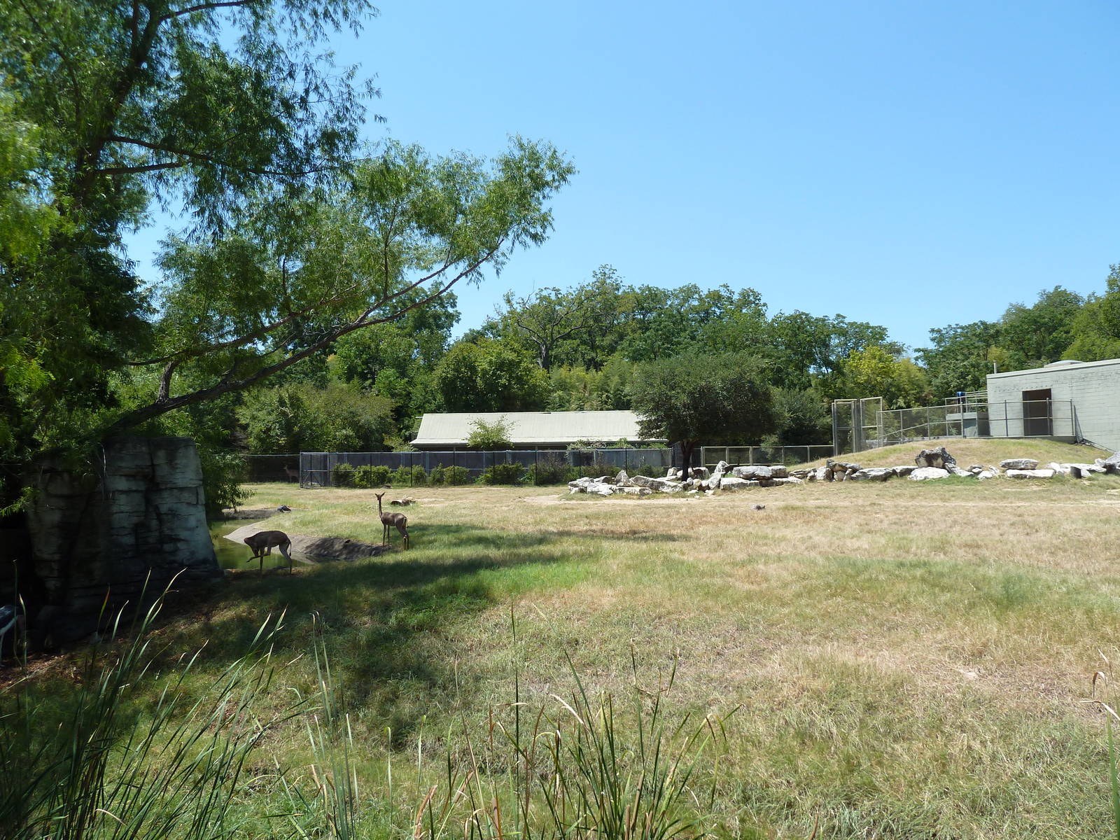 Giraffe/Gerenuk/Kudu/Marabou Stork/Crowned Crane Exhibit