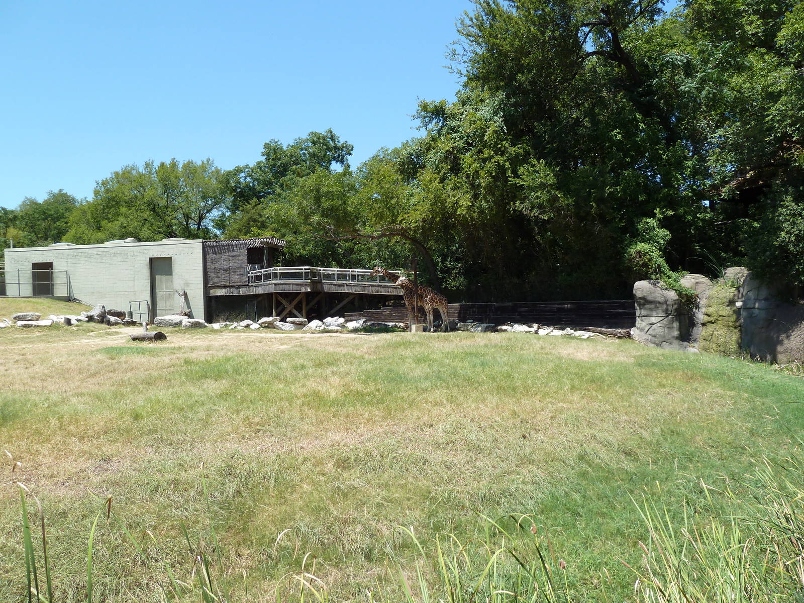 Giraffe/Gerenuk/Kudu/Marabou Stork/Crowned Crane Exhibit