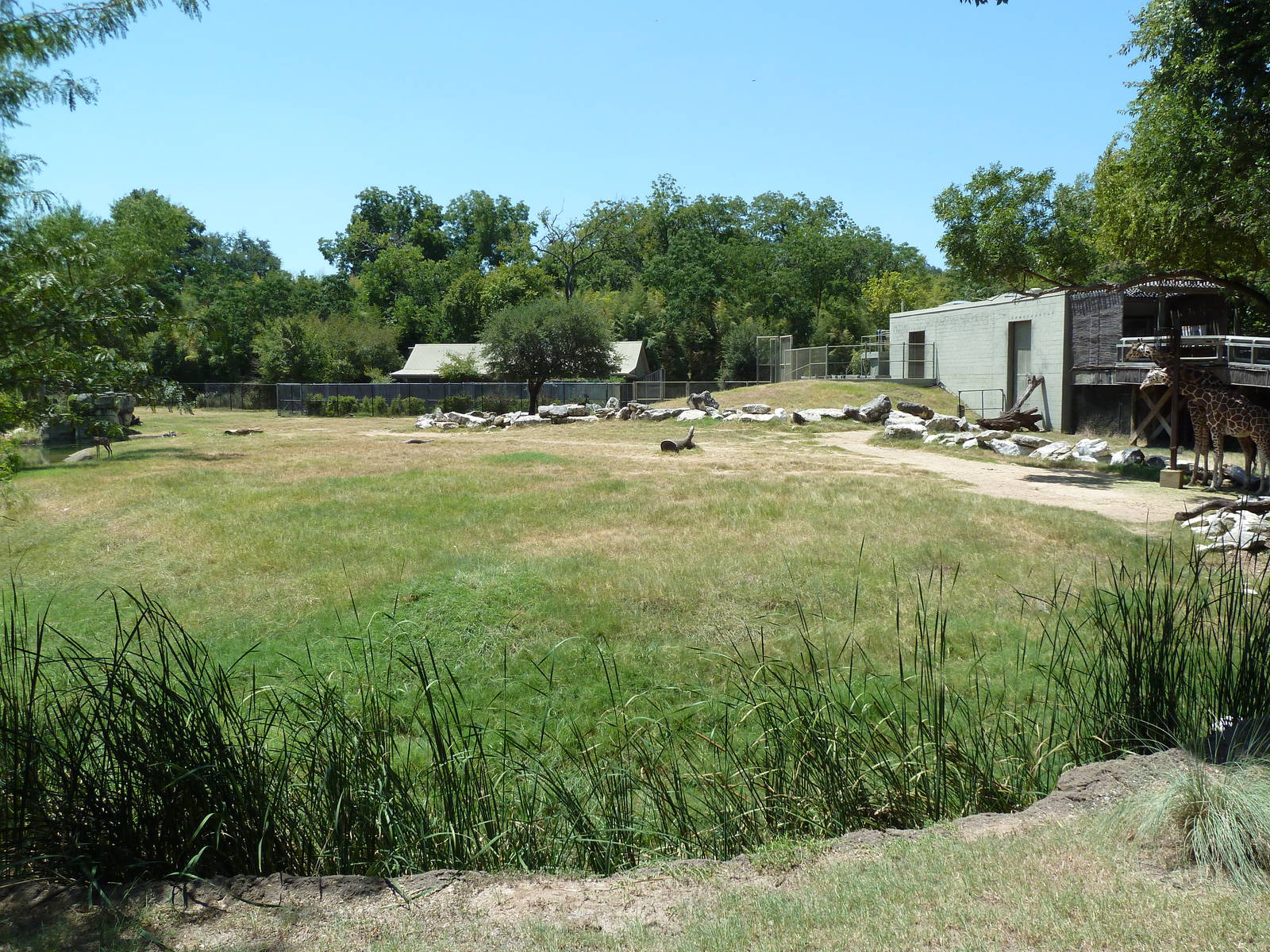 Giraffe/Gerenuk/Kudu/Marabou Stork/Crowned Crane Exhibit