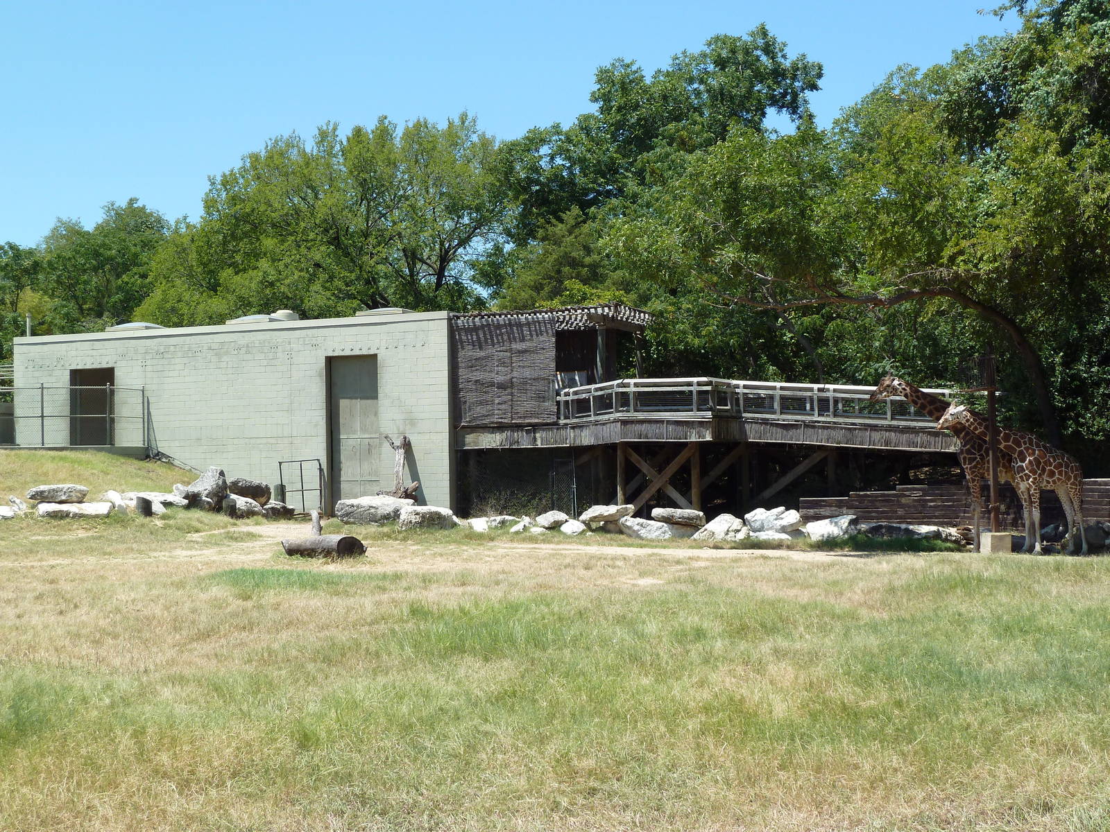 Giraffe/Gerenuk/Kudu/Marabou Stork/Crowned Crane Exhibit