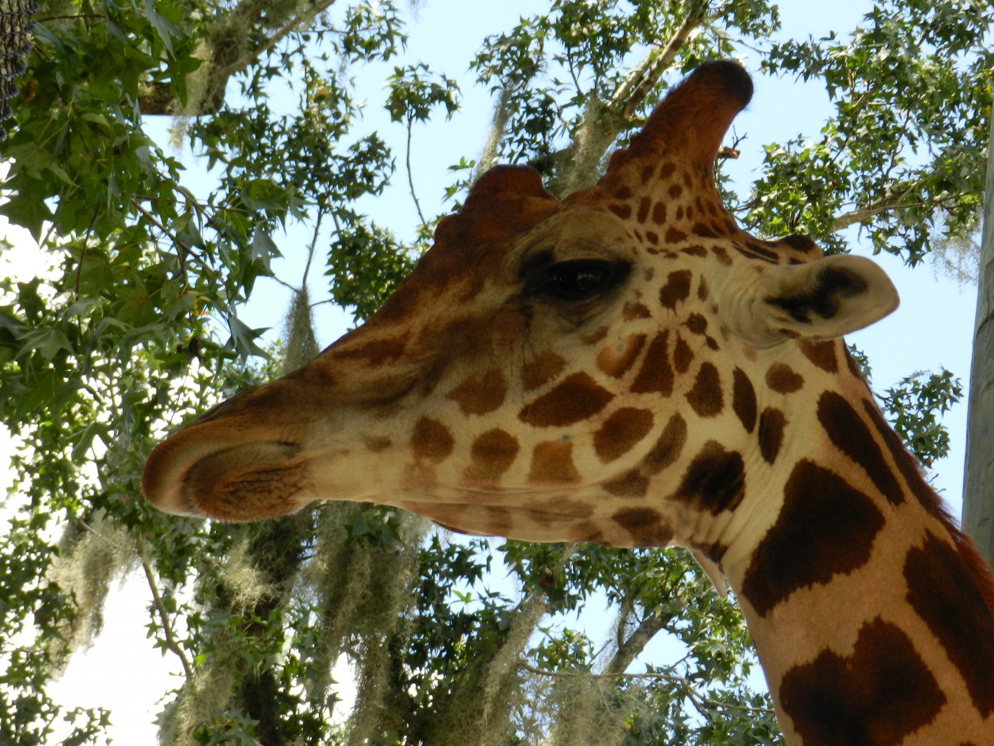 Giraffe (Giraffa camelopardalis) at Central Florida Zoo and Botanical Gardens
