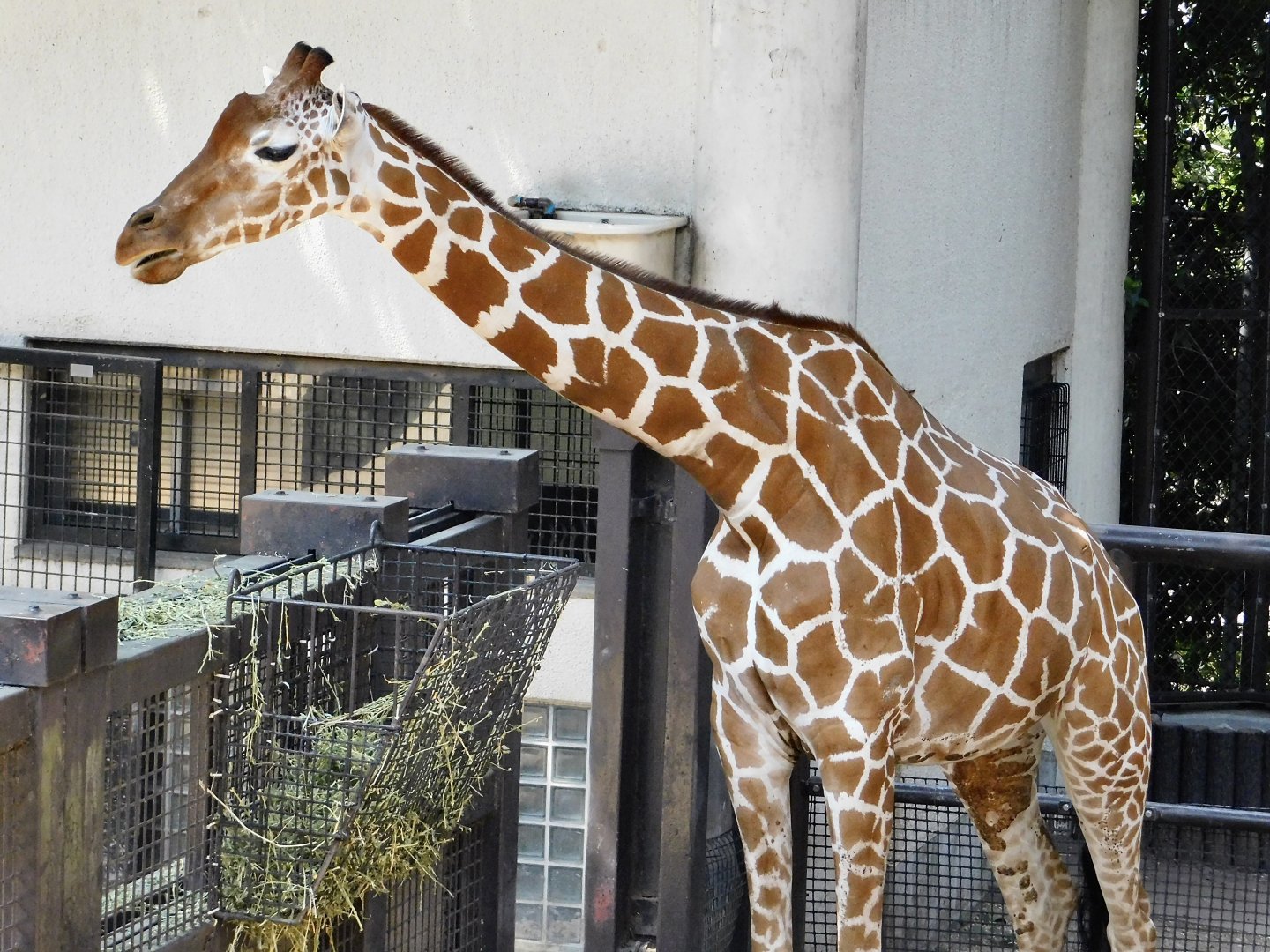 Giraffe (Giraffa camelopardalis) August 30, 2025