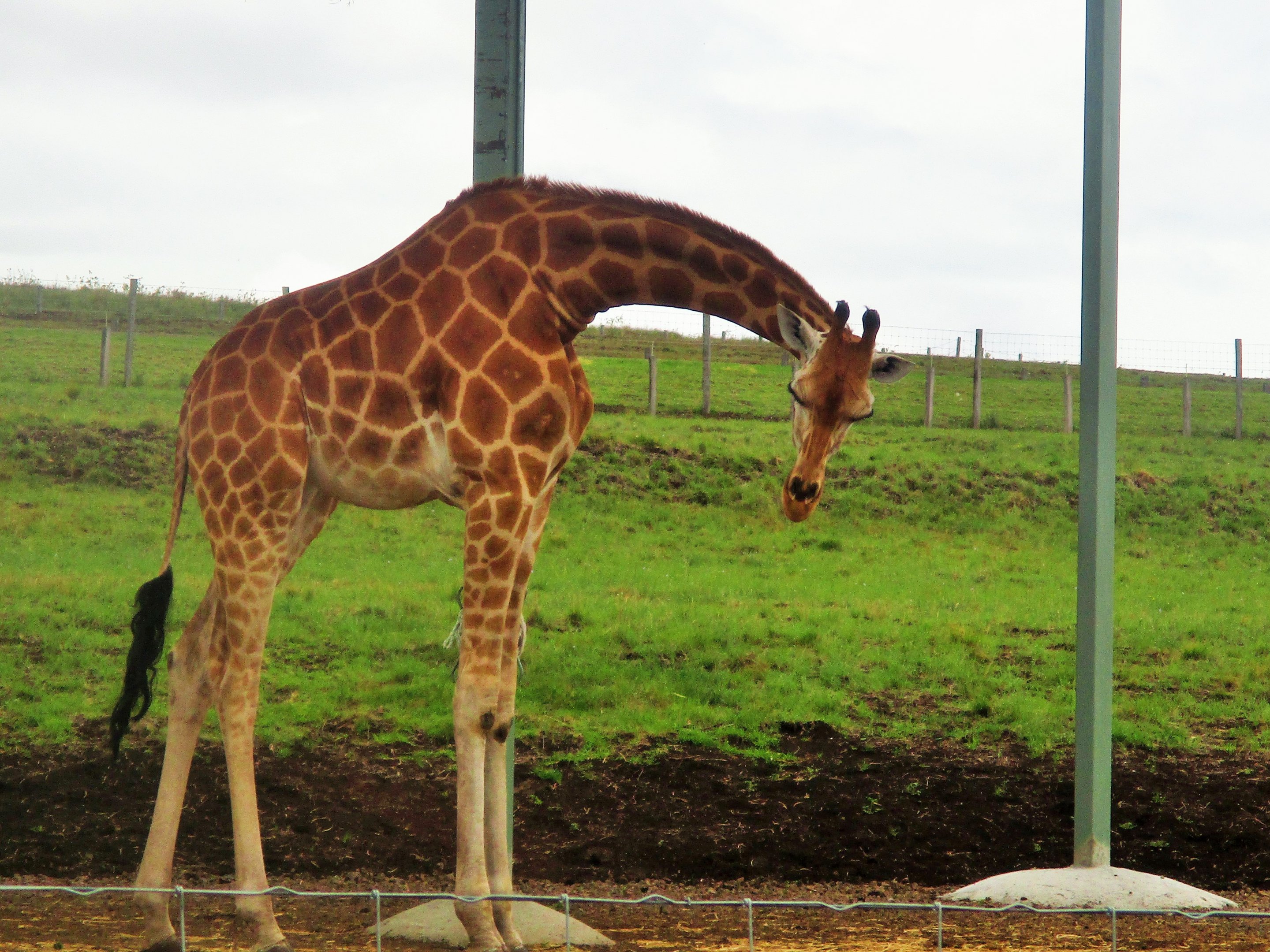 Giraffe (Giraffa camelopardalis)- December 2017