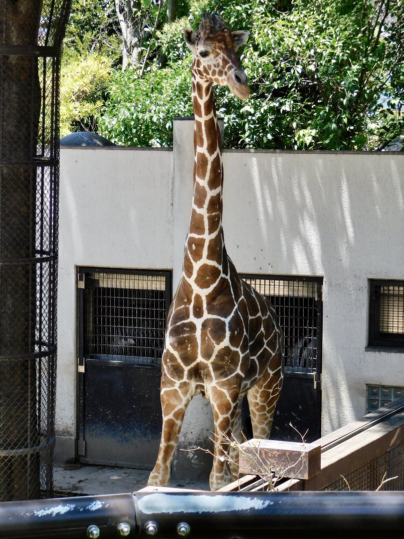 Giraffe (Giraffa camelopardalis) July 19, 2025