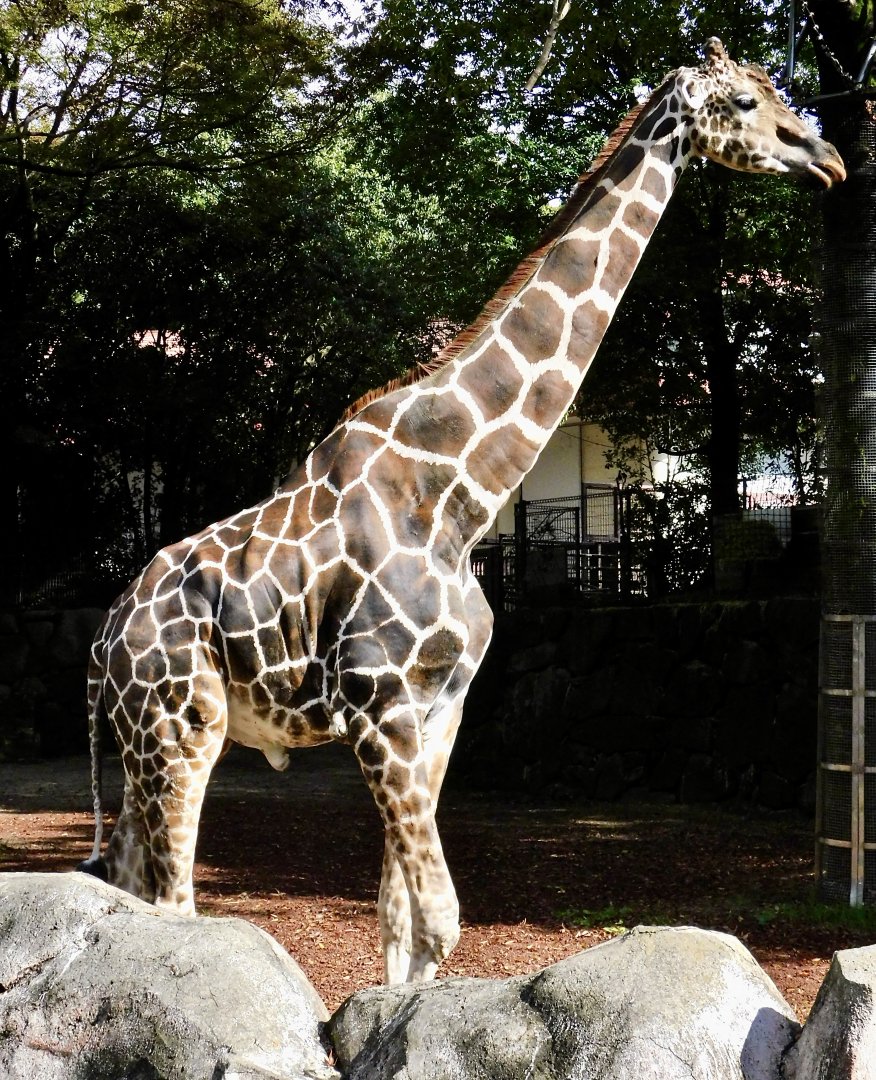 Giraffe (Giraffa camelopardalis) November 1, 2025