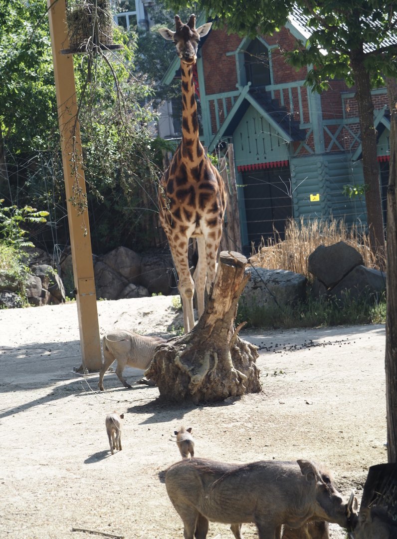 Giraffe (Giraffa camelopardalis rothschildi) and Common warthog (Phacochoerus africanus), 2025-05-14