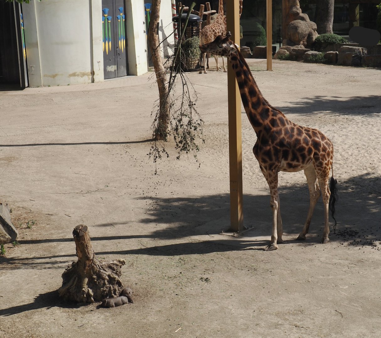 Giraffe (Giraffa camelopardalis rothschildi) and Common warthog piglets (Phacochoerus africanus), 2025-05-14