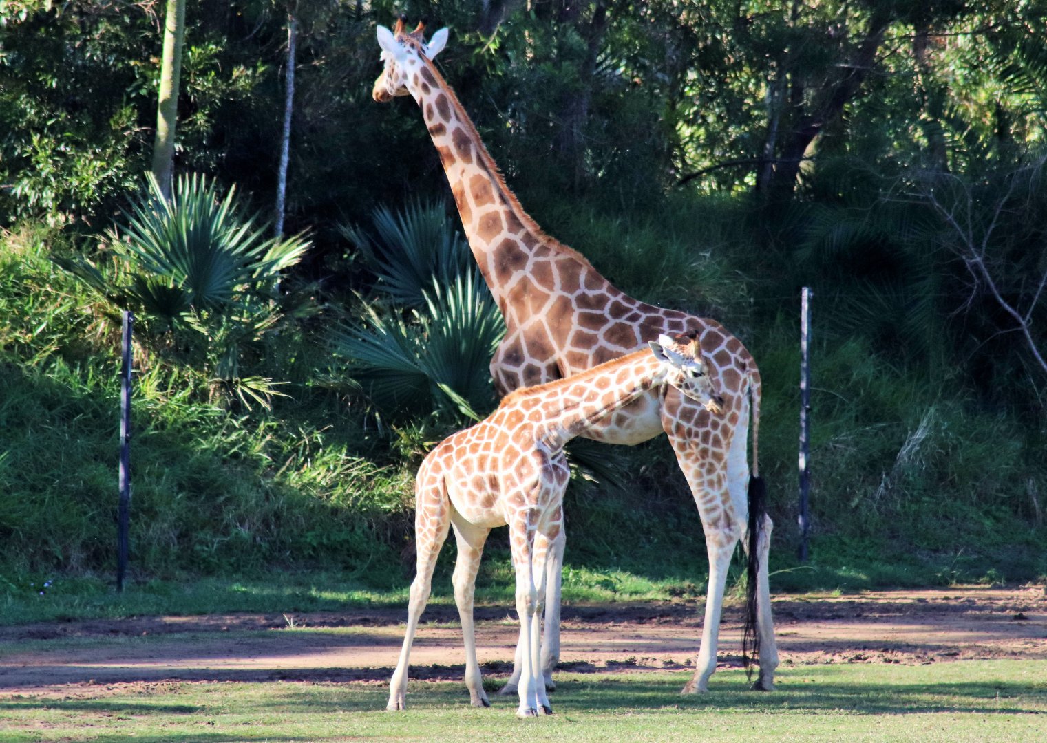 Giraffe (Giraffa camelopardalis)