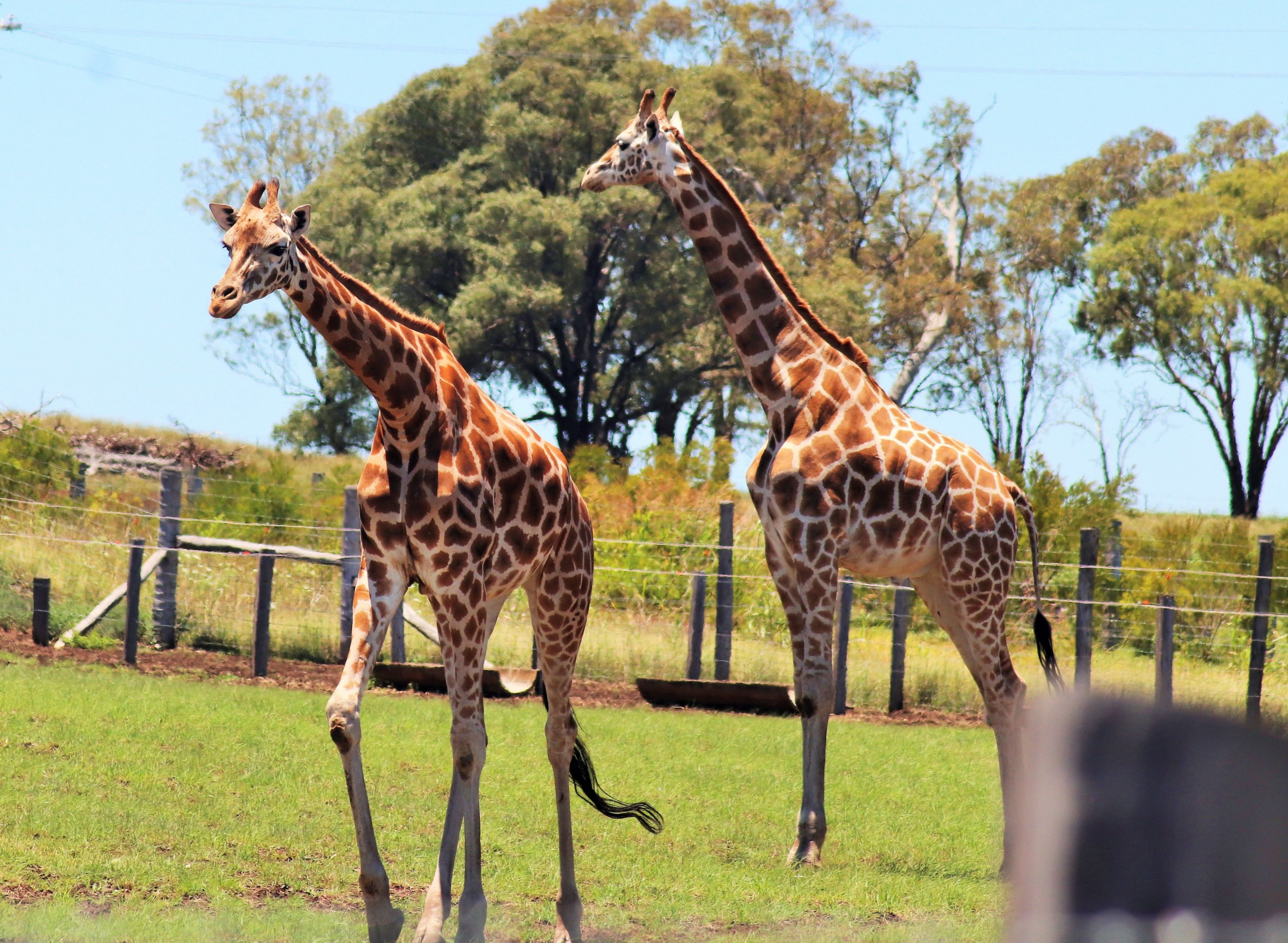 Giraffe (Giraffa camelopardalis)