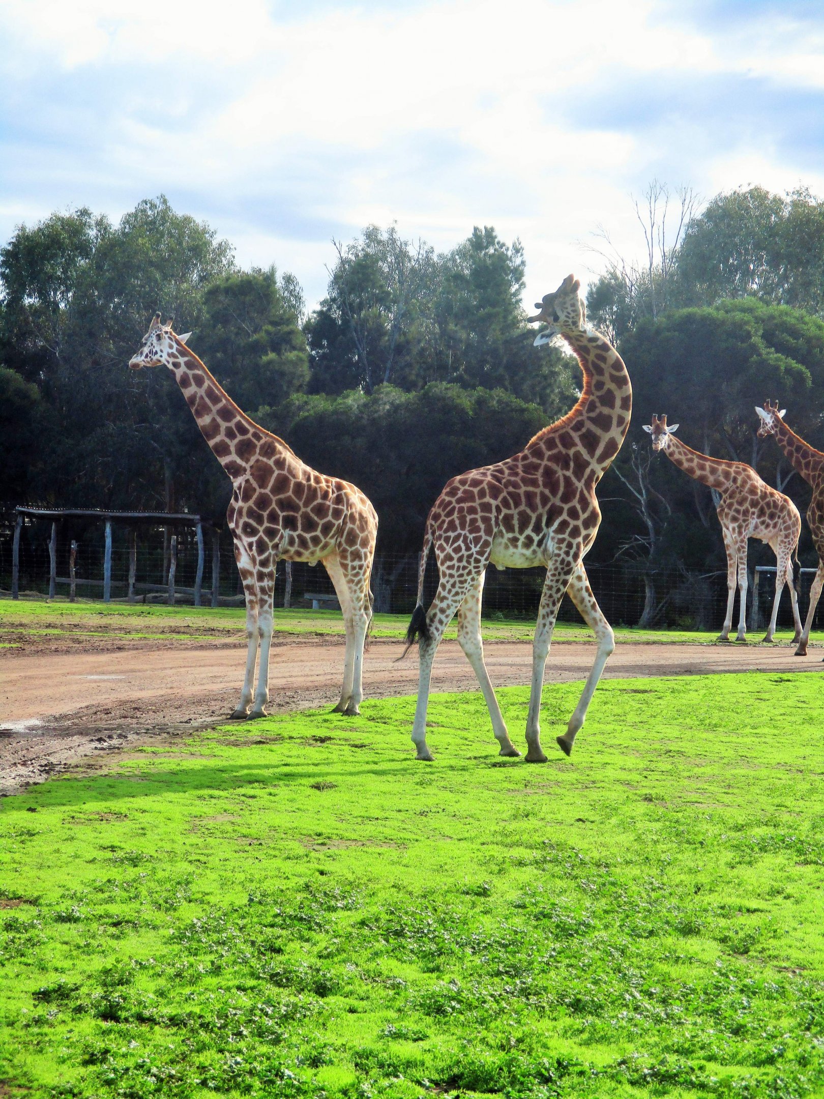 Giraffe (Giraffa camelopardalis)