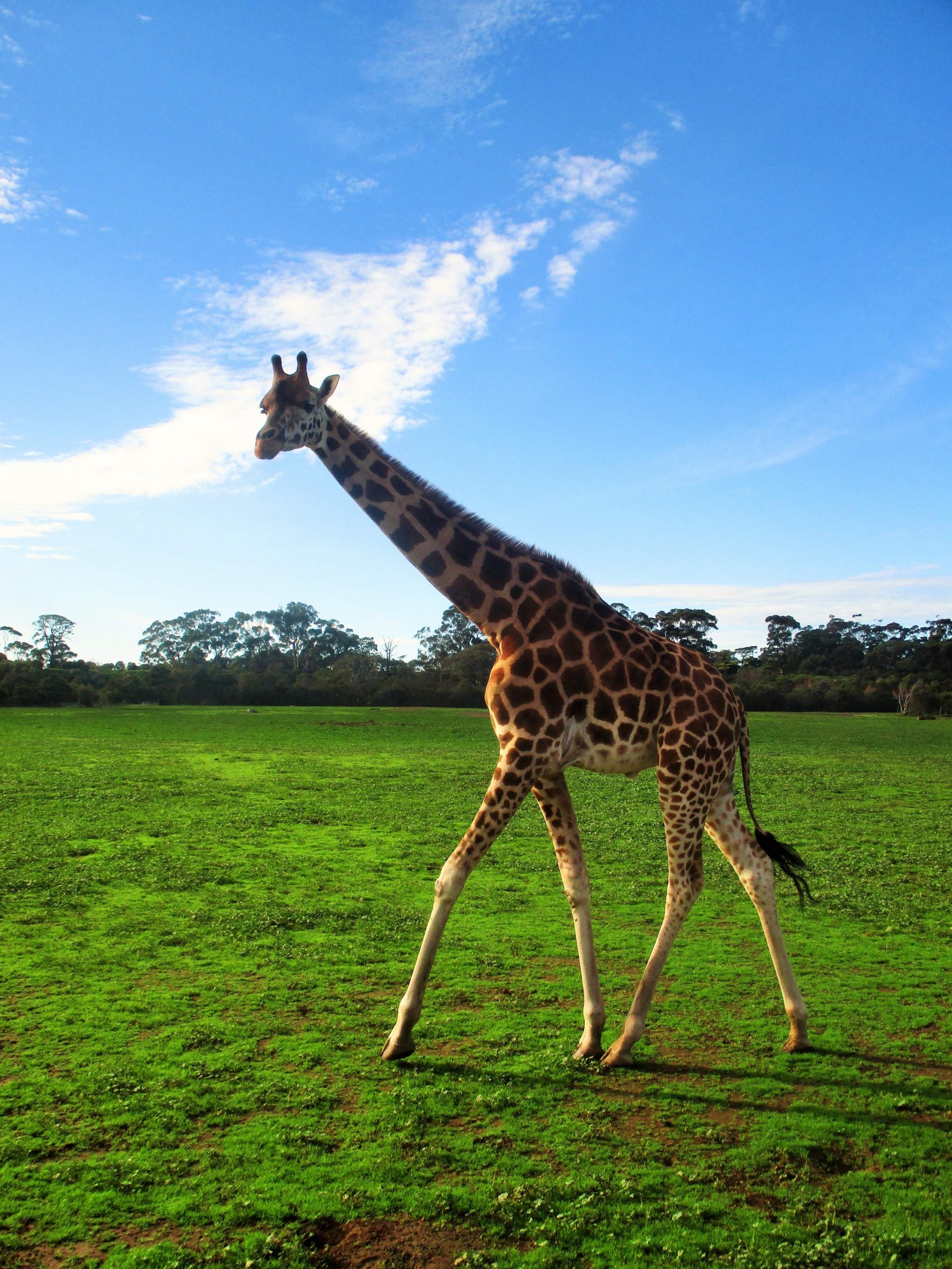 Giraffe (Giraffa camelopardalis)