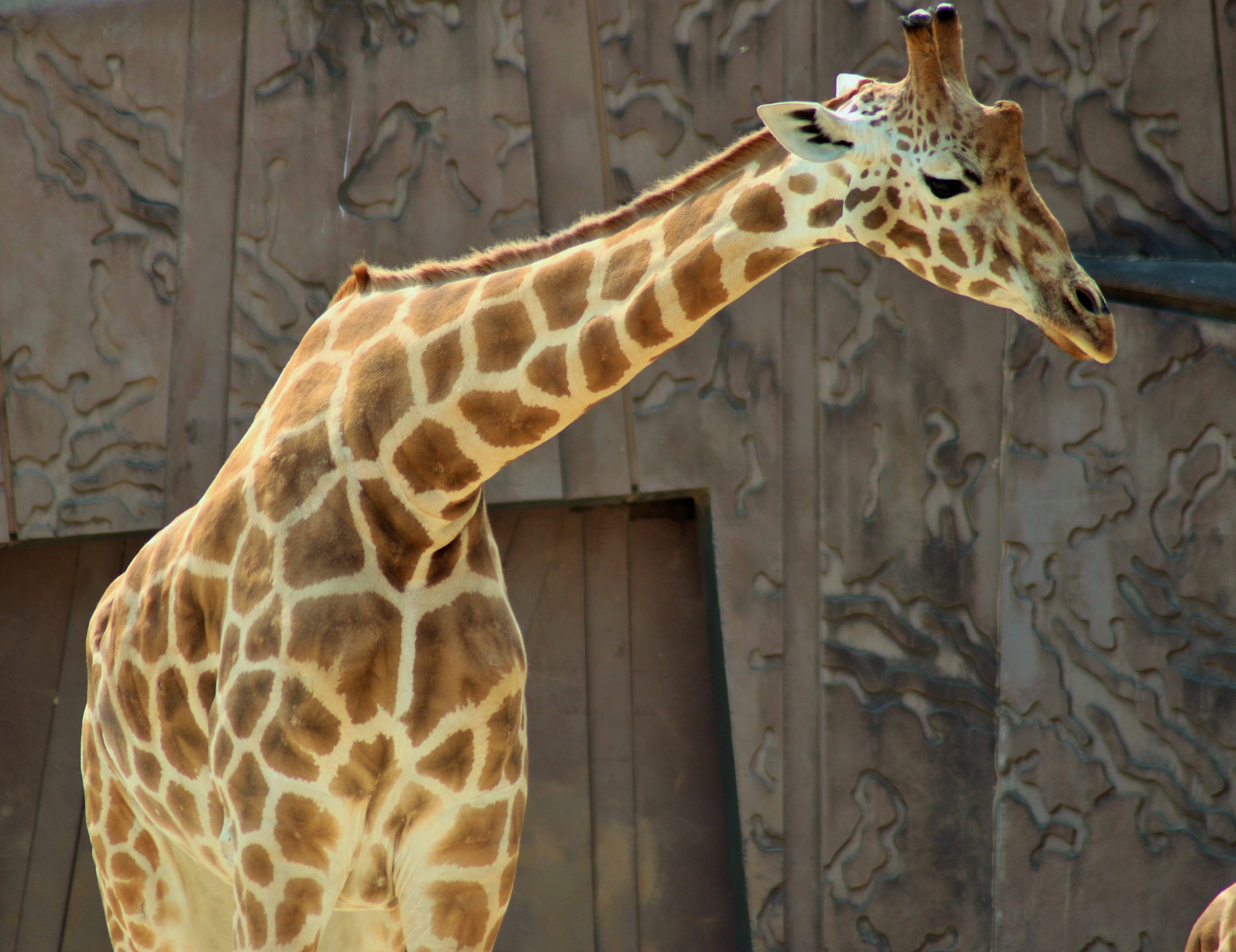 Giraffe (Giraffa camelopardalis)